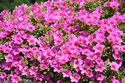 Million Bells Mounding Compact Pink Calibrachoa (Calibrachoa 'Million Bells Mounding Compact Pink') at Stonegate Gardens