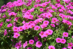 Lindura Pink Calibrachoa (Calibrachoa 'Lindura Pink') at Stonegate Gardens