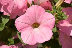 Main Stage Pink Petunia (Petunia 'KLEPH11202') at Lakeshore Garden Centres
