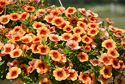 MiniFamous Neo Orange + Red Eye Calibrachoa (Calibrachoa 'KLECA16334') at Lakeshore Garden Centres