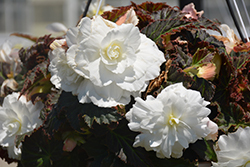 Nonstop Joy Mocca White Begonia (Begonia 'Nonstop Joy Mocca White') at Lakeshore Garden Centres