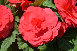 Nonstop Deep Rose Begonia (Begonia 'Nonstop Deep Rose') at Lakeshore Garden Centres