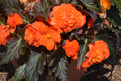 Nonstop Mocca Bright Orange Begonia (Begonia 'Nonstop Mocca Bright Orange') at Stonegate Gardens