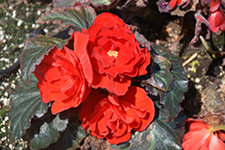 Nonstop Mocca Red Begonia (Begonia 'Nonstop Mocca Red') at Stonegate Gardens