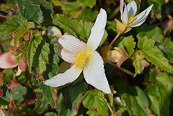 Shine Bright White Begonia (Begonia boliviensis 'Wesbeshibriwhi') at Stonegate Gardens