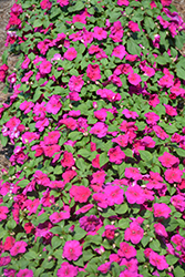 Xtreme Violet Impatiens (Impatiens 'Xtreme Violet') at Stonegate Gardens