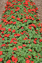 Xtreme Red Impatiens (Impatiens 'Xtreme Red') at Stonegate Gardens