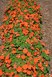 Xtreme Orange Impatiens (Impatiens 'Xtreme Orange') at Stonegate Gardens