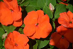Xtreme Orange Impatiens (Impatiens 'Xtreme Orange') at Stonegate Gardens
