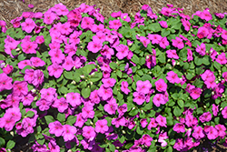 Accent Premium Lilac Impatiens (Impatiens walleriana 'Accent Premium Lilac') at Stonegate Gardens