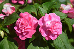 Rockapulco Rose Impatiens (Impatiens 'BALOLESTOP') at Wallitsch Nursery And Garden Center