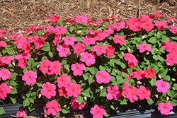 Super Elfin XP Red Starburst Impatiens (Impatiens walleriana 'PAS751931') at Lakeshore Garden Centres