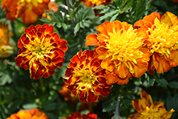 Little Hero Spry Marigold (Tagetes patula 'Little Hero Spry') at Lakeshore Garden Centres