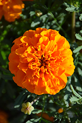 Hero Orange Marigold (Tagetes patula 'Hero Orange') at Stonegate Gardens