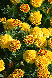 Super Hero Yellow Bee Marigold (Tagetes patula 'Super Hero Yellow Bee') at Lakeshore Garden Centres