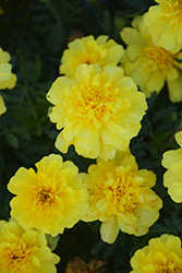 Alumia Yellow Marigold (Tagetes patula 'Alumia Yellow') at Stonegate Gardens