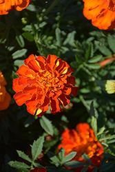 Alumia Red Marigold (Tagetes patula 'Alumia Red') at Stonegate Gardens