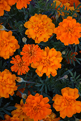 Alumia Deep Orange Marigold (Tagetes patula 'Alumia Deep Orange') at Stonegate Gardens