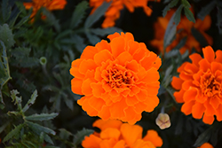 Alumia Deep Orange Marigold (Tagetes patula 'Alumia Deep Orange') at Stonegate Gardens