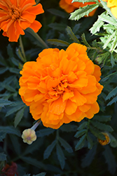 Safari Tangerine Marigold (Tagetes patula 'Safari Tangerine') at Lakeshore Garden Centres