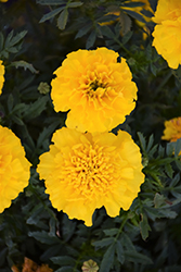 Bonanza Yellow Marigold (Tagetes patula 'Bonanza Yellow') at Stonegate Gardens