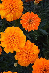 Bonanza Orange Marigold (Tagetes patula 'Bonanza Orange') at Stonegate Gardens