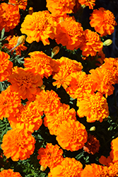 Bonanza Deep Orange Marigold (Tagetes patula 'PAS1220004') at Stonegate Gardens