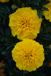 Chica Yellow Marigold (Tagetes patula 'Chica Yellow') at Stonegate Gardens