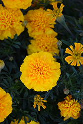 Chica Gold Marigold (Tagetes patula 'Chica Gold') at Stonegate Gardens