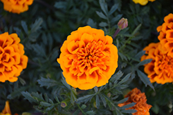Chica Flame Marigold (Tagetes patula 'Chica Flame') at Stonegate Gardens