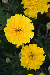 Cresta Yellow Marigold (Tagetes patula 'Cresta Yellow') at Stonegate Gardens