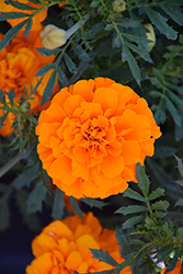 Cresta Orange Marigold (Tagetes patula 'Cresta Orange') at Stonegate Gardens
