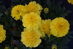 Hot Pak Yellow Marigold (Tagetes patula 'PAS1077396') at Stonegate Gardens