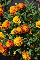 Hot Pak Spry Marigold (Tagetes patula 'PAS1077393') at Stonegate Gardens