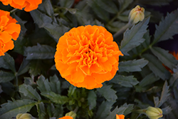 Hot Pak Orange Marigold (Tagetes patula 'PAS1077390') at Stonegate Gardens