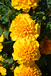 Hot Pak Gold Marigold (Tagetes patula 'PAS1077384') at Stonegate Gardens