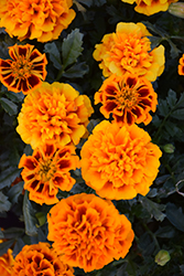 Hot Pak Flame Marigold (Tagetes patula 'PAS1077381') at Stonegate Gardens