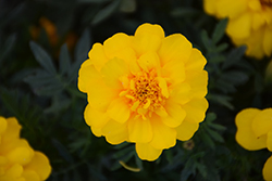 Durango Yellow Marigold (Tagetes patula 'Durango Yellow') at Stonegate Gardens