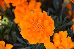 Durango Orange Marigold (Tagetes patula 'Durango Orange') at Stonegate Gardens