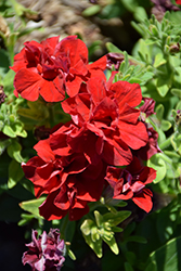 Double Wave Red Petunia (Petunia 'Double Wave Red') at Stonegate Gardens