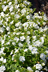 Blanket Double White Petunia (Petunia 'Blanket Double White') at Stonegate Gardens