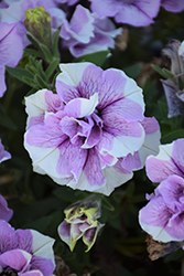 Origami Lavender Touch Petunia (Petunia 'Origami Lavender Touch') at Stonegate Gardens