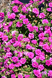 Surfinia Summer Double Rose Petunia (Petunia 'Surfinia Summer Double Rose') at Lakeshore Garden Centres