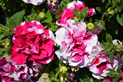 Double Madness Rose And White Petunia (Petunia 'Double Madness Rose And White') at Lakeshore Garden Centres
