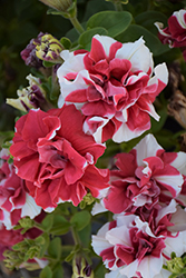 Double Madness Red and White Petunia (Petunia 'Double Madness Red and White') at Stonegate Gardens