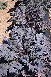 Scarletbor Kale (Brassica oleracea var. acephala 'Scarletbor') at Stonegate Gardens