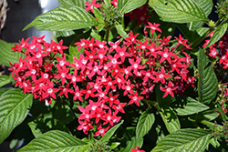 Graffiti OG Bright Red Star Flower (Pentas lanceolata 'Graffiti OG Bright Red') at Stonegate Gardens