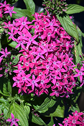 Graffiti OG Violet Star Flower (Pentas lanceolata 'Graffiti OG Violet') at Stonegate Gardens