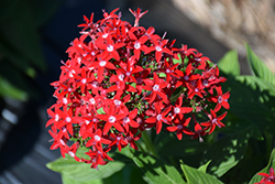 Butterfly Red Star Flower (Pentas lanceolata 'PAS94611') at Stonegate Gardens