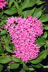 Lucky Star Dark Pink Star Flower (Pentas lanceolata 'Lucky Star Dark Pink') at Stonegate Gardens